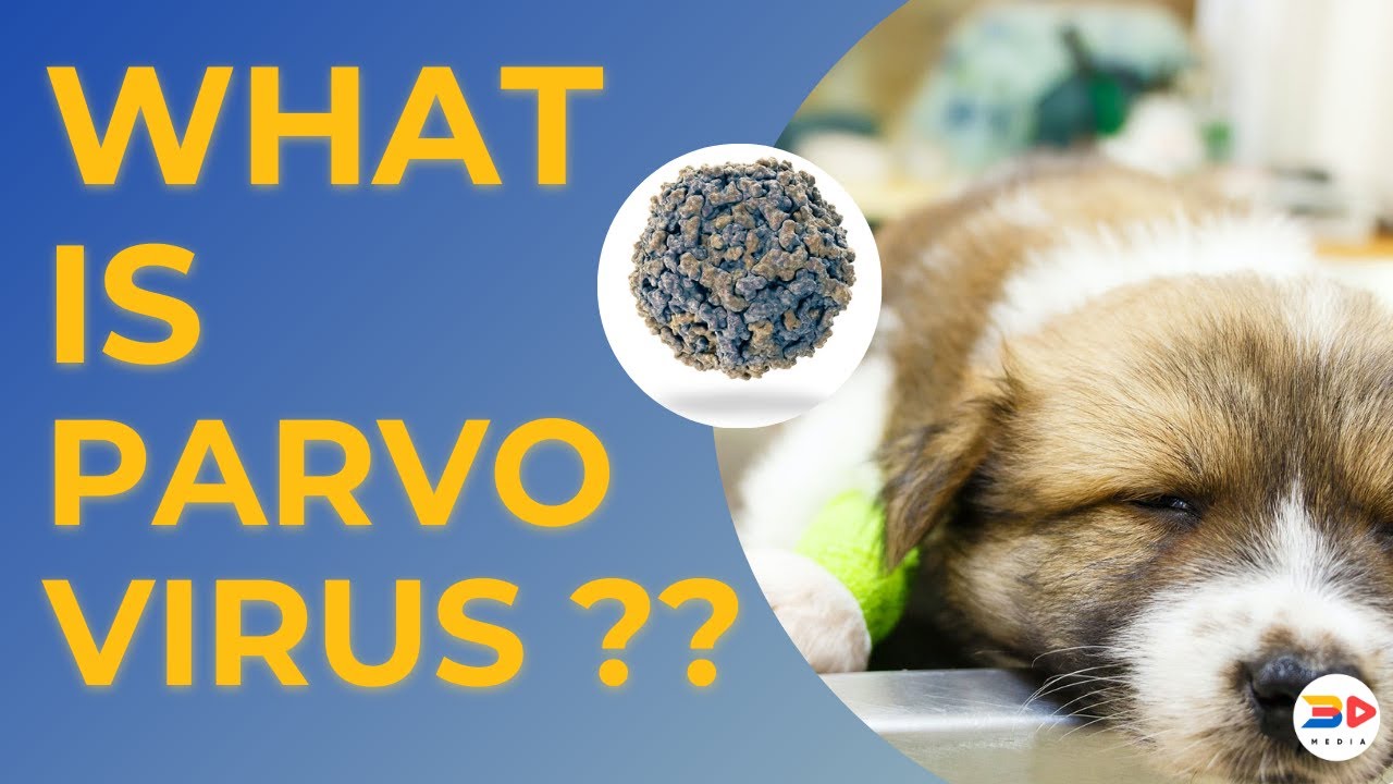 All the things you need to know about PARVOVIRUS | 3D MEDIA