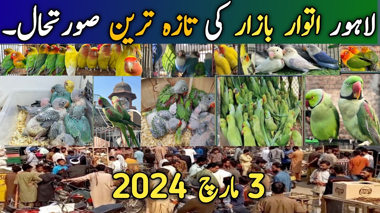 Lahore Sunday Birds Market Latest Price Update | @Parrots Information Channel 3 March 2024