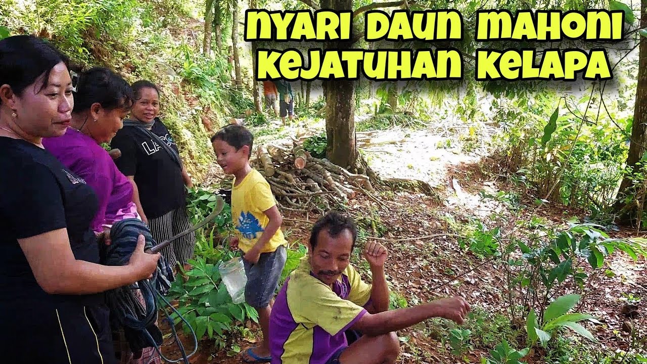 Nyari daun mahoni untuk pakan ternak sampai kejatuhan kelapa