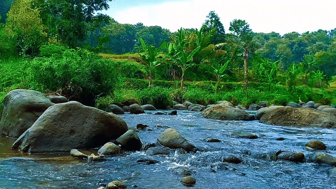 RELAXING SOUNDS FOR SLEEPING | TRANQUIL RIVER AND FOREST SCENE FOR MEDITATION & RELAXATION #b2