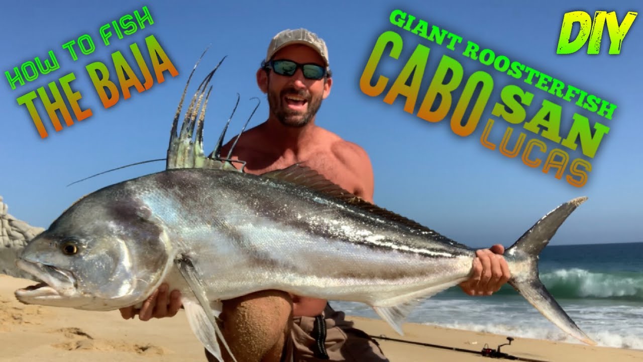 GIANT Roosterfish, DIY Surf Fishing Cabo, INSANE baitballs