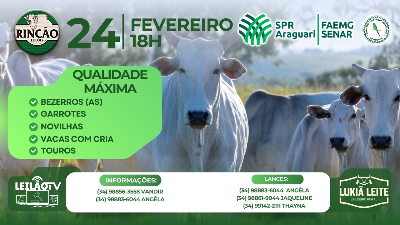 LEILÃO DE GADO DE CORTE - RINCÃO LEILÕES / SINDICATO RURAL DE ARAGUARI 24/02/26
