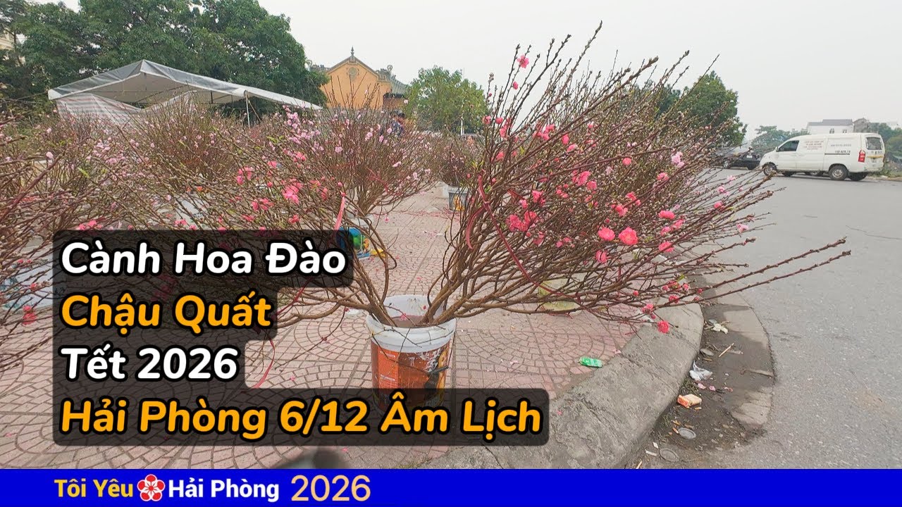 Bắt đầu bán cành hoa đào và chậu quất 25/1/2026 Tết ở Hải Phòng