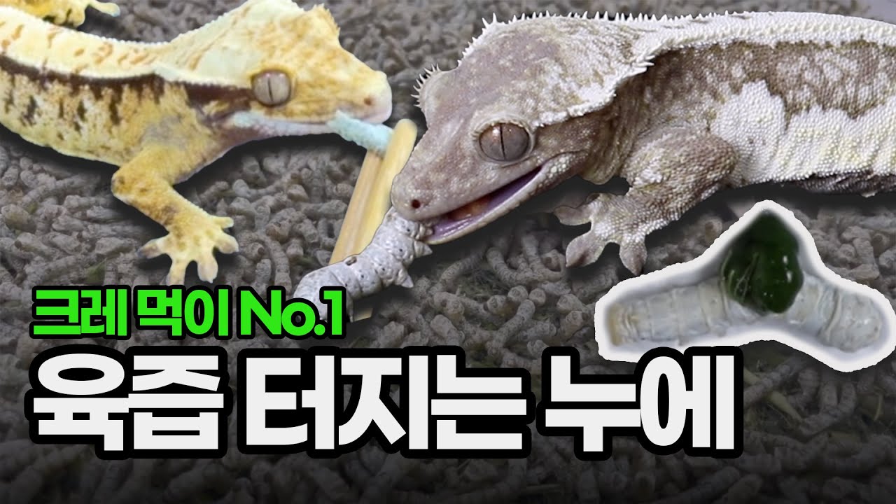 누에먹이붙임은 이 영상으로 마스터