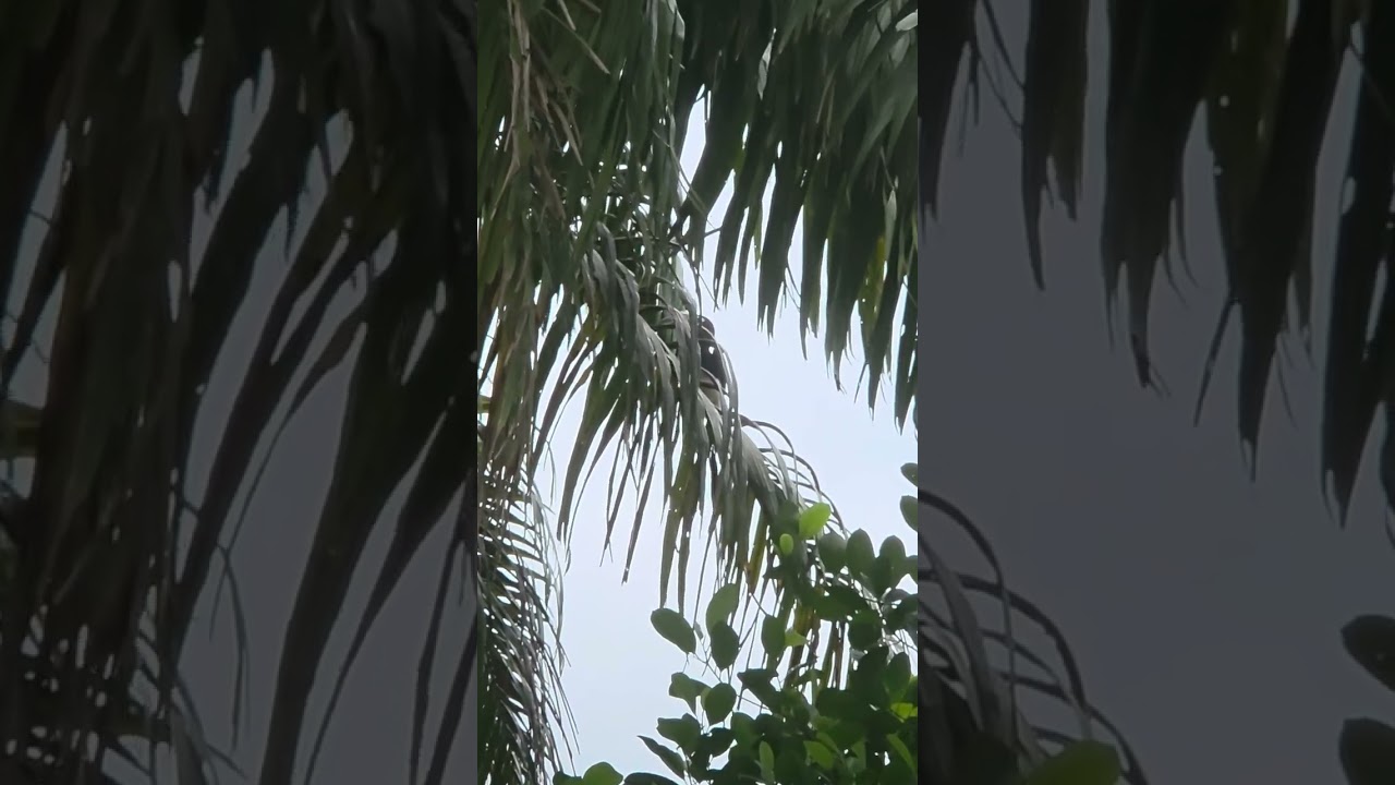 Burung Hutan Kalimantan..Segede Ayam Jago Dibelakang Rumah