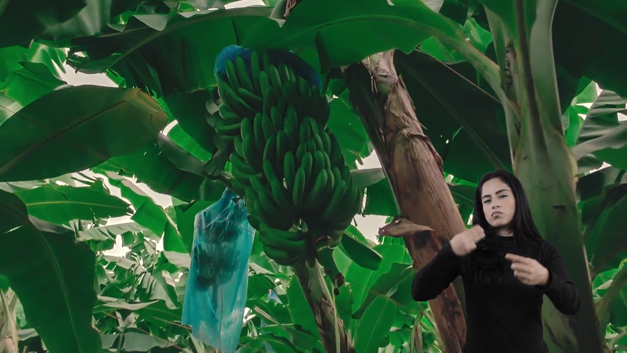 Agroindustria del platano