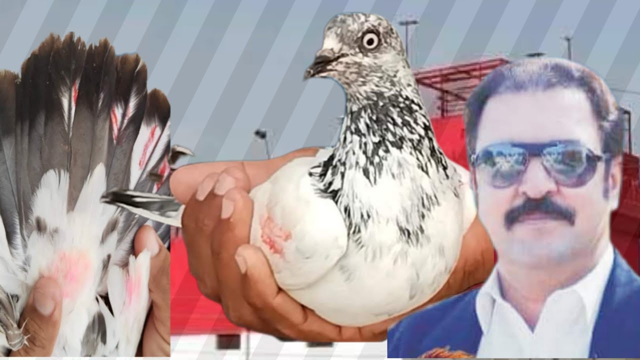 Ustad Amir Mukhtiar Khan of piplan ki chat se pigeons shoq