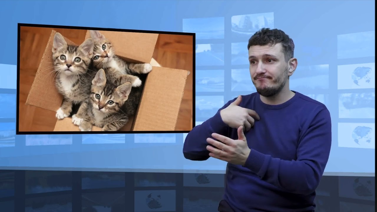 Koty kochają pudełka – dlaczego? (Tłumaczenie na Język Migowy - PJM)