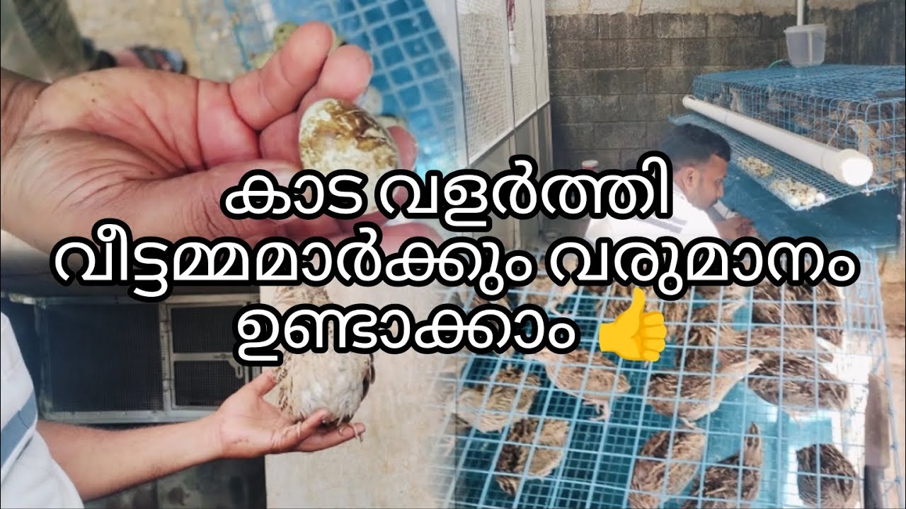 കാട വളർത്തി വീട്ടമ്മമാർക്കും വരുമാനം ഉണ്ടാക്കാം 👍#ytvideo #kaada #income