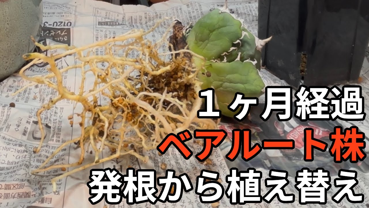 ベアルート株の発根