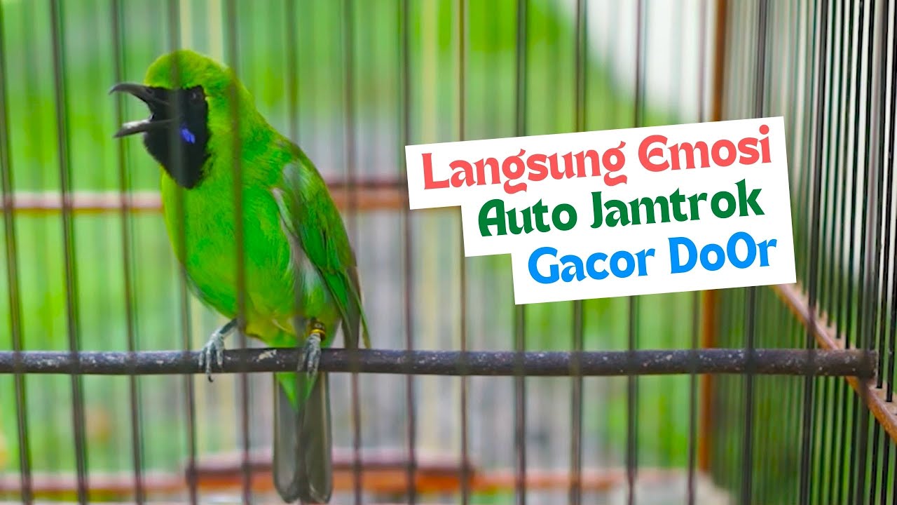 Pancingan Cucak Ijo Gacor Buat Cucak Ijo Lain Emosi dan Mau Jamtrok! Auto Bongkar Full Isian