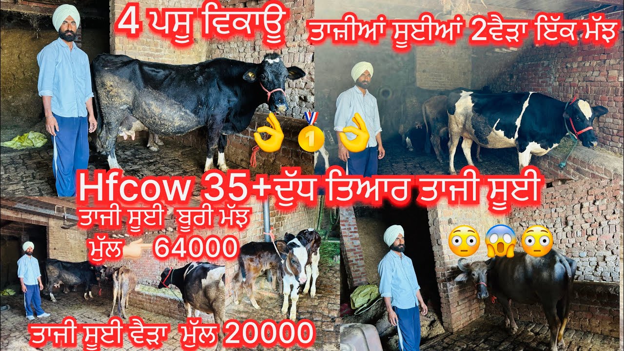 March 2, 2026 📞 +91 78142 17878☎️ #ਤਾਜੀਆ_ਸੂਈਆ #hfcow #jarsicow 35+ਦੁੱਧ #sale #viralvideo #share 