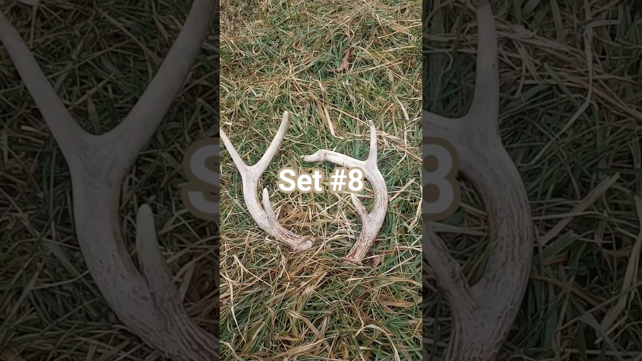 Pickin The Easy Sheds #nature #animals #wildlife #hunting #outdoors #2026 #deer #collection