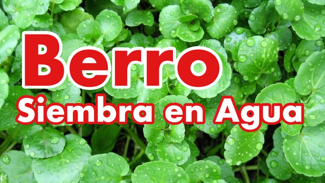 C&oacute;mo Plantar Berro (Watercress)