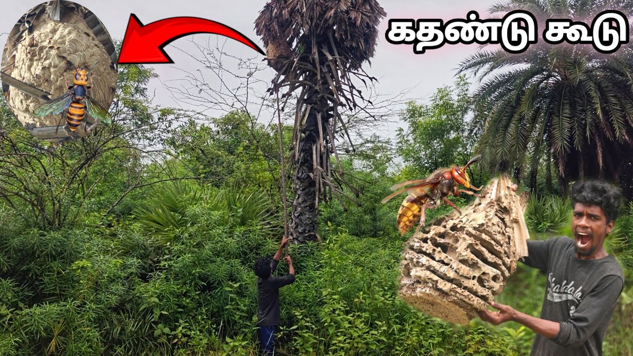 கதண்டு கூட்டின் ரகசியங்கள்..!🧐| Empty Wasp Nest Exploration - Internal Structure Revealed.