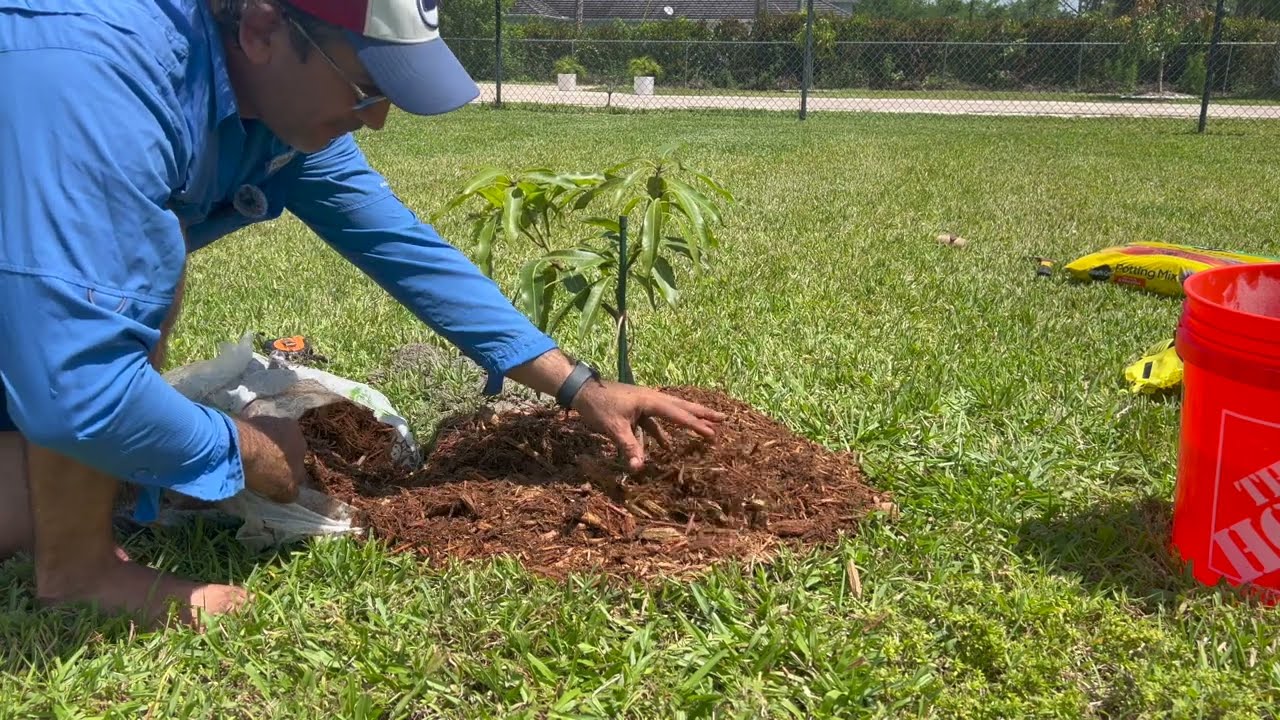 Como sembrar un arbolito de Mango exitosamente en Florida .