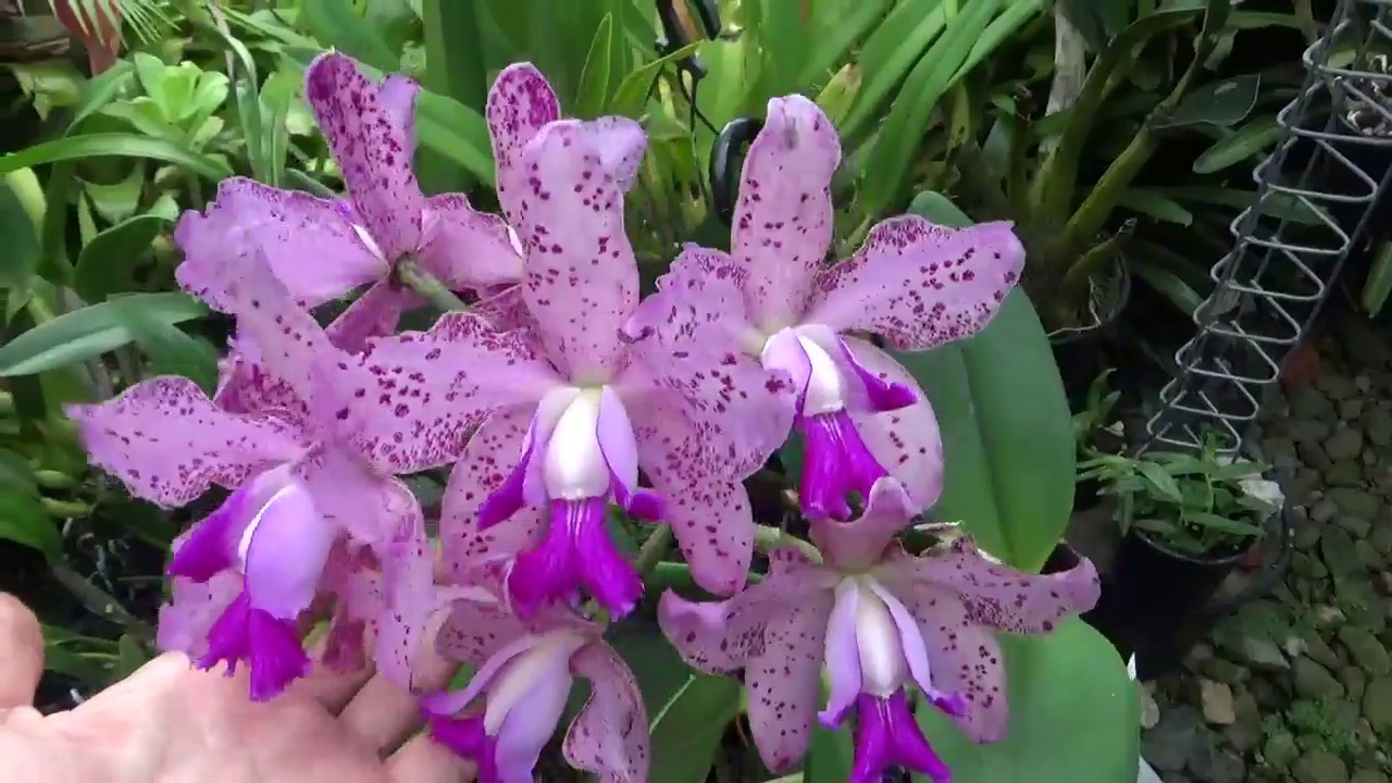 Каттлея. C. Monte Elegante x.., Энциклия, Брассавола, Малыш дендрофал. Март