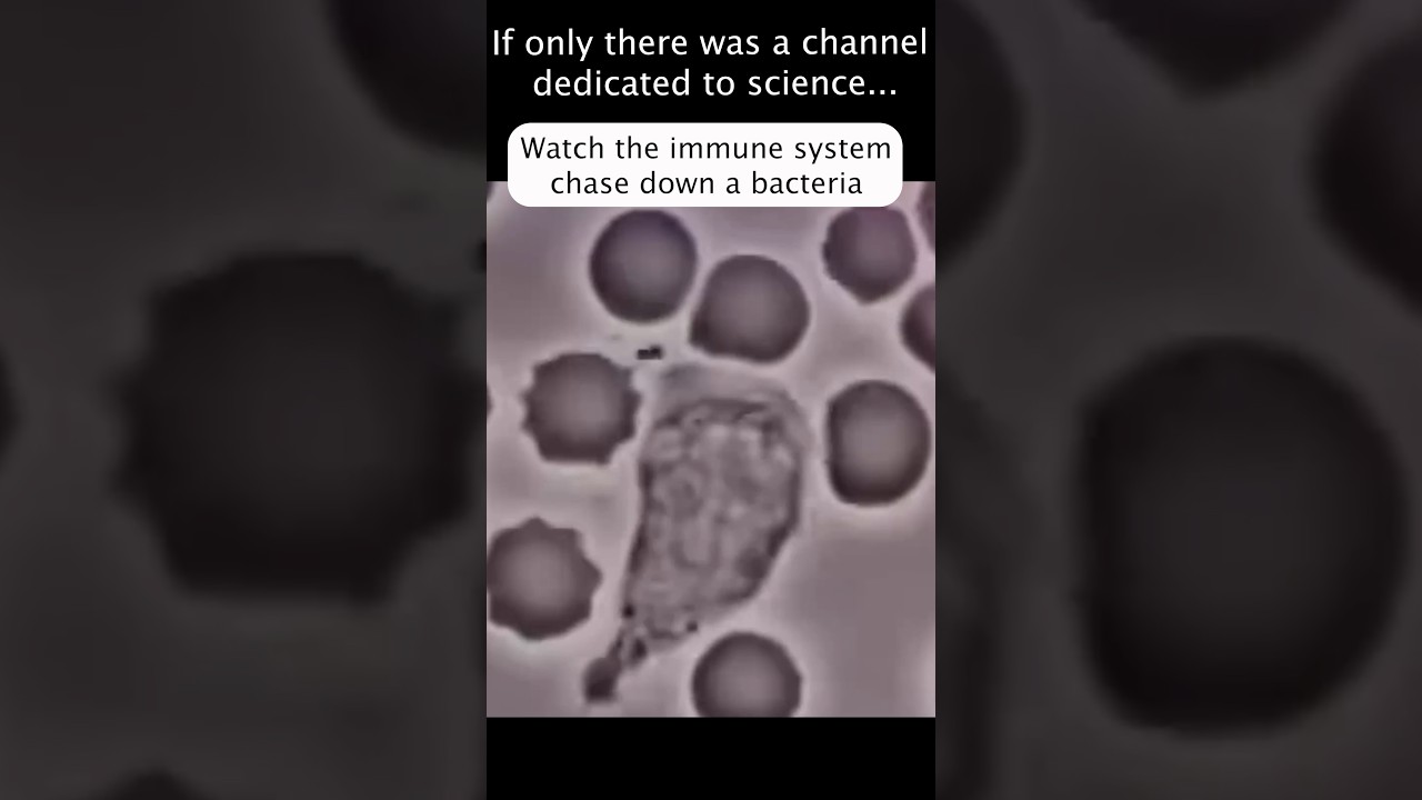 Immune System Chases a Bacteria Running for Its Life 😂