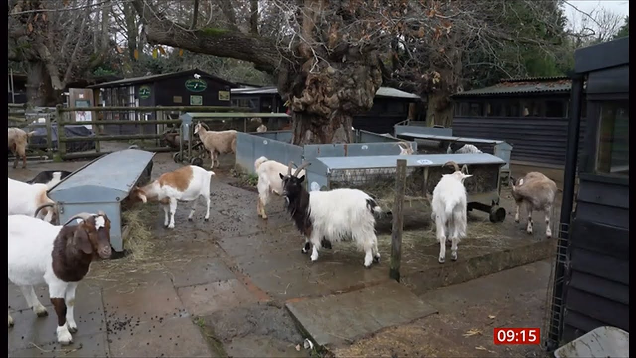 Sanctuary in need of help as goats are abandoned (UK) 3/Dec/2024