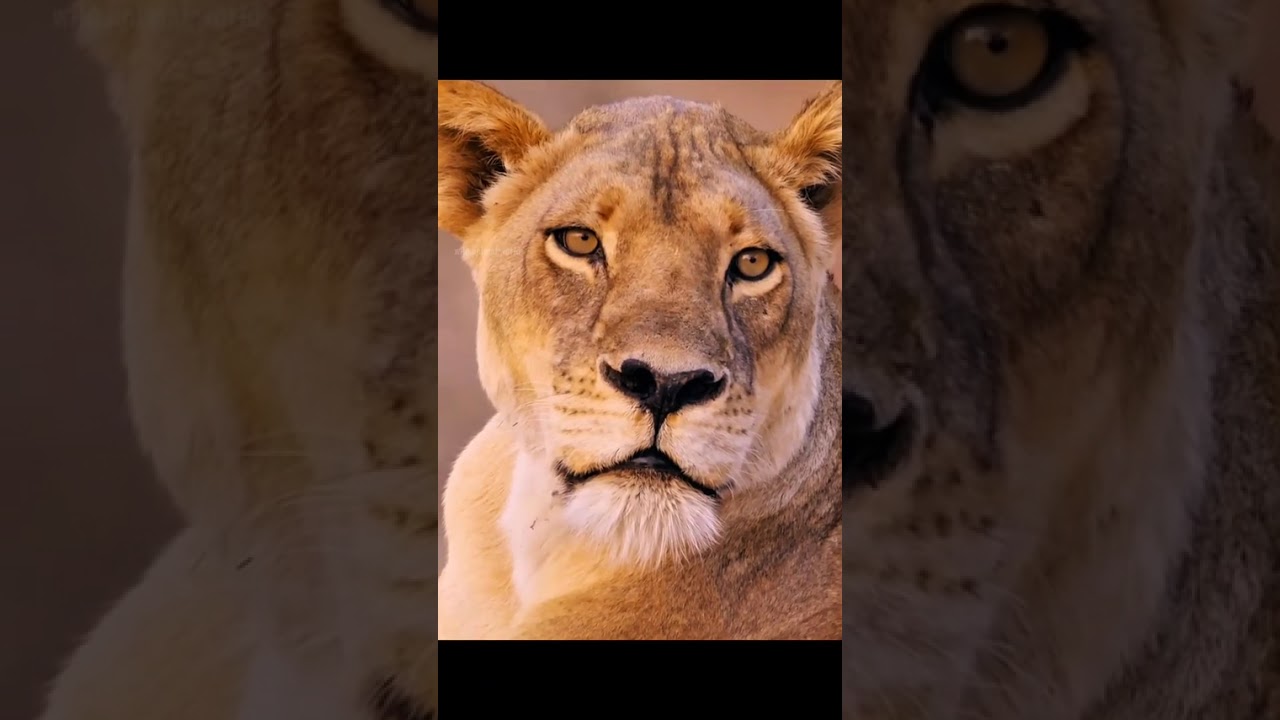 THE STORY OF A CRIPPLED LION A BANDONED BY HIS LION FAMILY AND HIS TIRELESS EFFORT FINALLY PAID OFF.