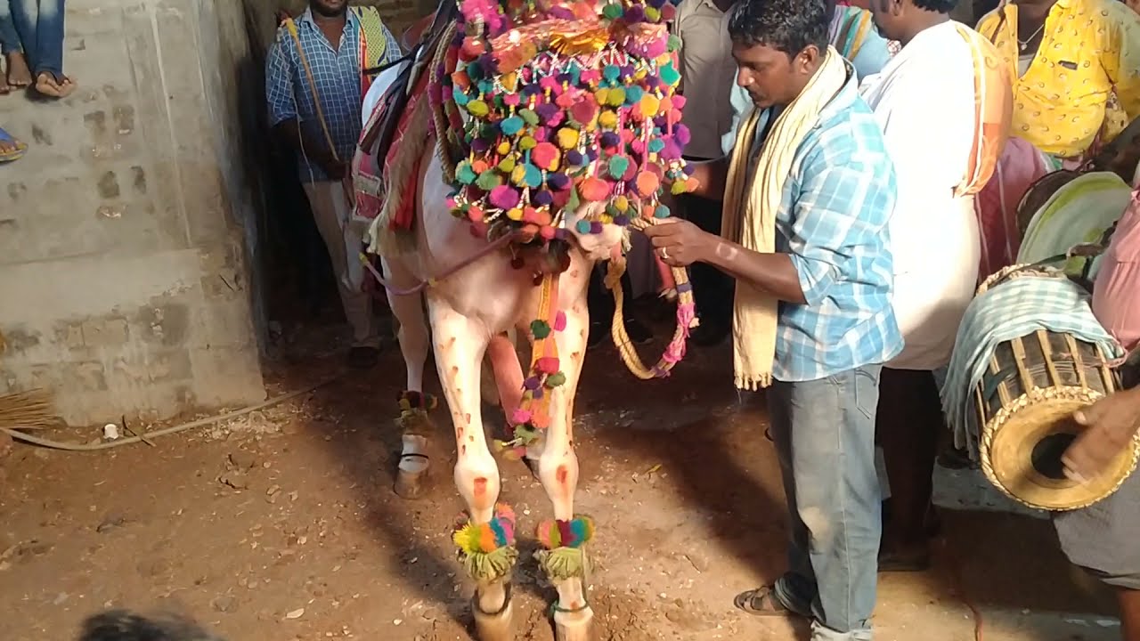 గుర్రం ఆట || horse dance 🐴🐴🐴🐴 Muslims marriage || గుంటూరు జిల్లా ఆంధ్ర ప్రదేశ్ ||  Pre Public Tv ||