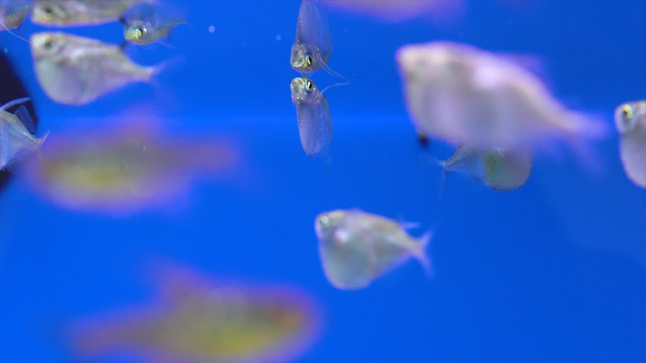 Platinbeilbauch - Thoracocharax stellatus