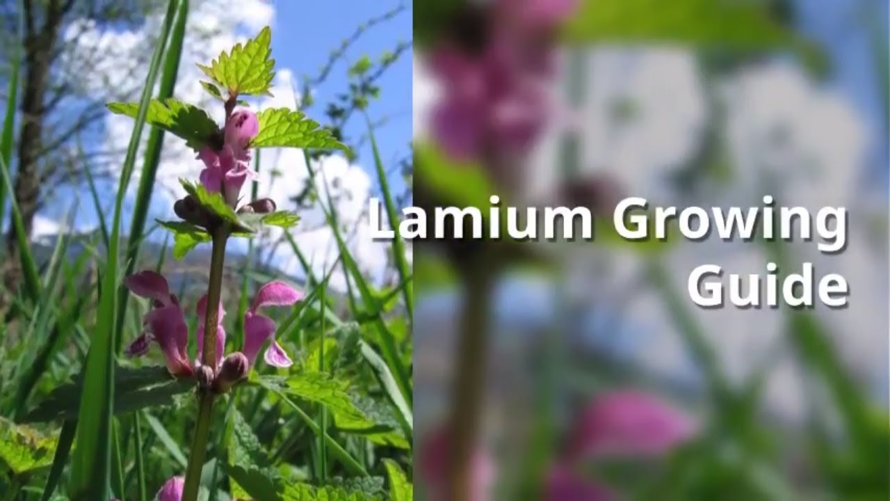 Lamium Growing Guide by GardenersHQ