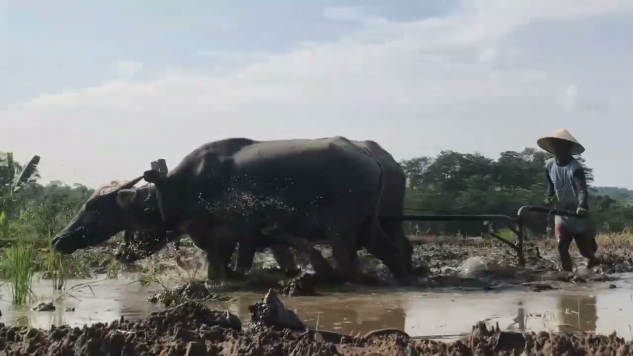 Kerbau Bajak Sawah Kuat Banget