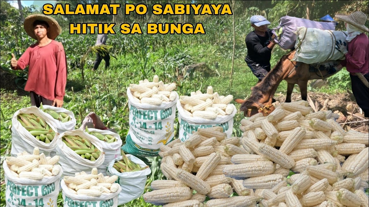 PAMIMITAS NG MAIS UNANG ARAW 150 KILOS ORDER MARAMING SALAMAT PO SA TIWALA
