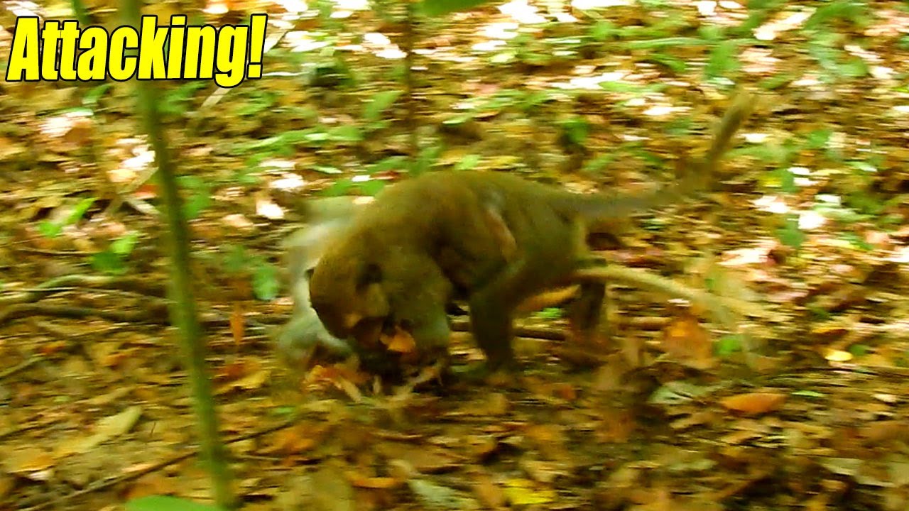 Alberto Monkey Attacked The Baby Monkey So Sad While Baby Elpida Was Below Him. Are You Fine?
