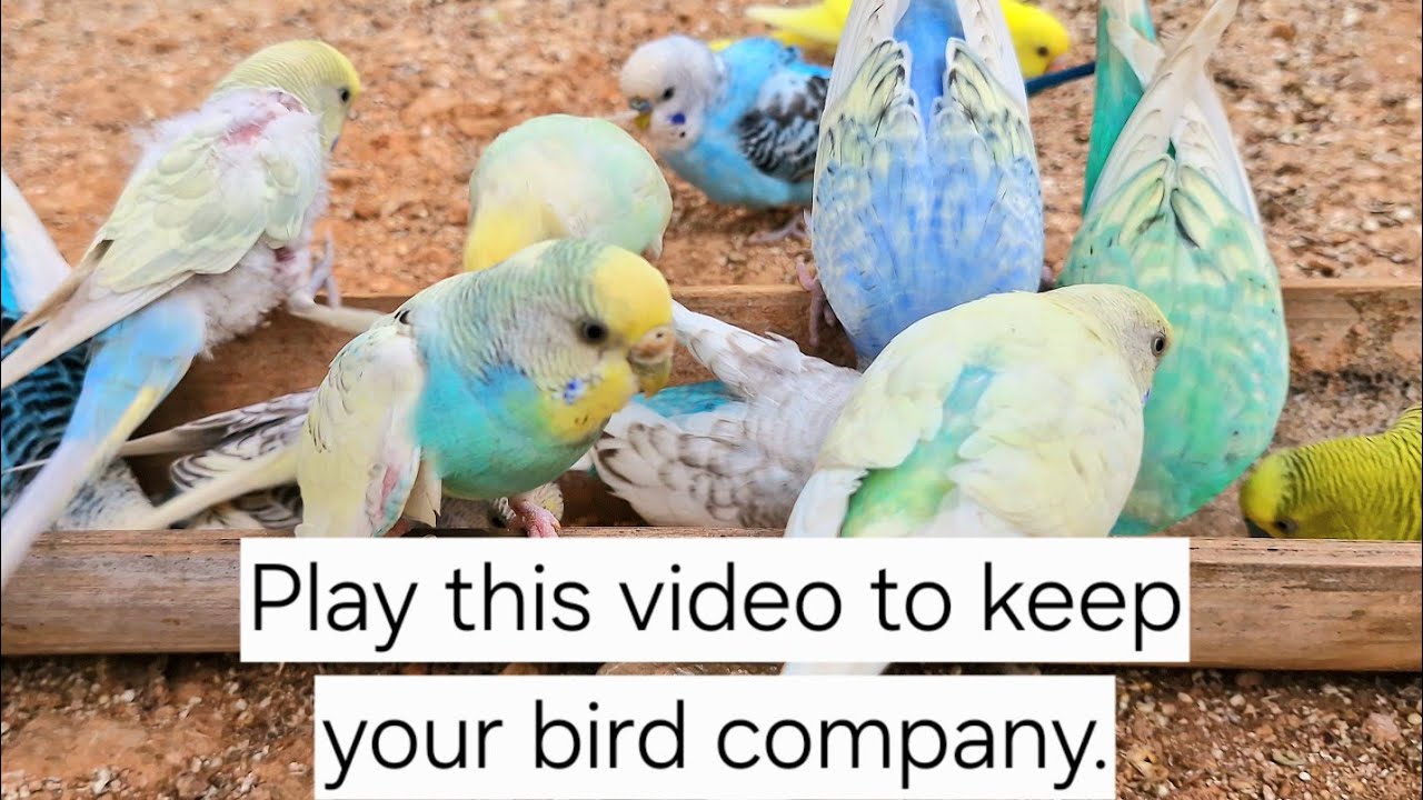 Budgie sing love song so funny when they get out side. Sing and play together Budgies singing sound 