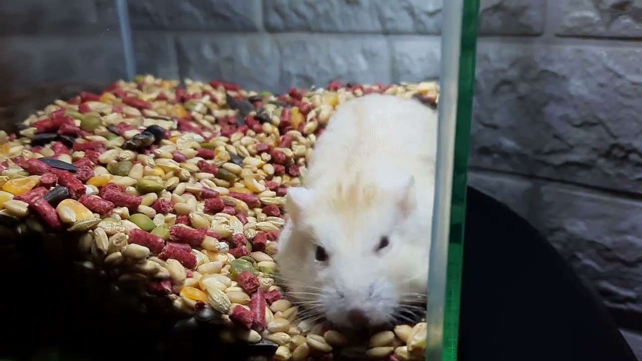 My Golden red eye winter white hamster