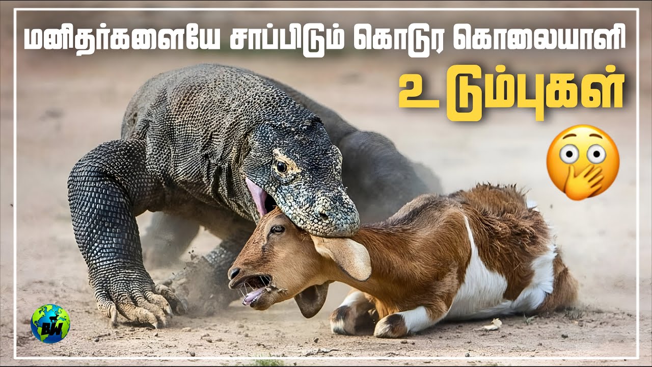 Komodo Dragon | மனிதர்களையே சாப்பிடும் கொமோடோ உடும்புகளின் கோரமுகம் | Documentary | Tamil | BioWorld