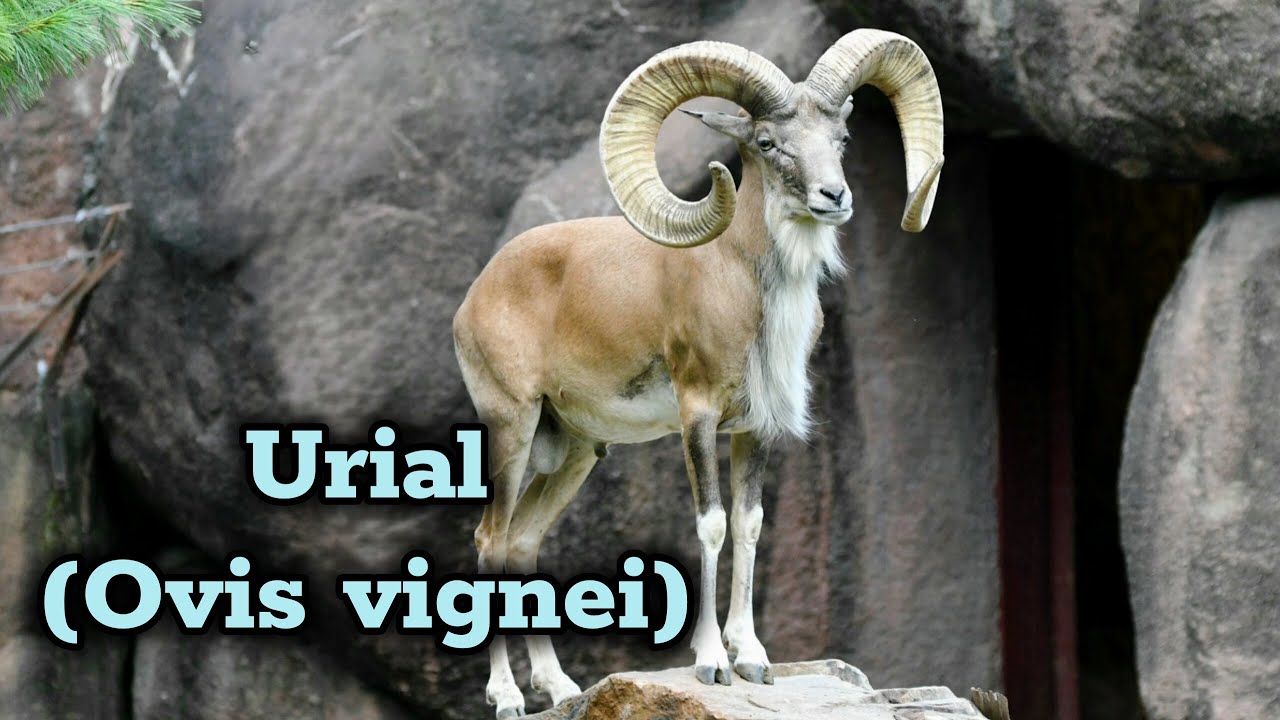 Urial: el carnero salvaje de las montañas de Asia