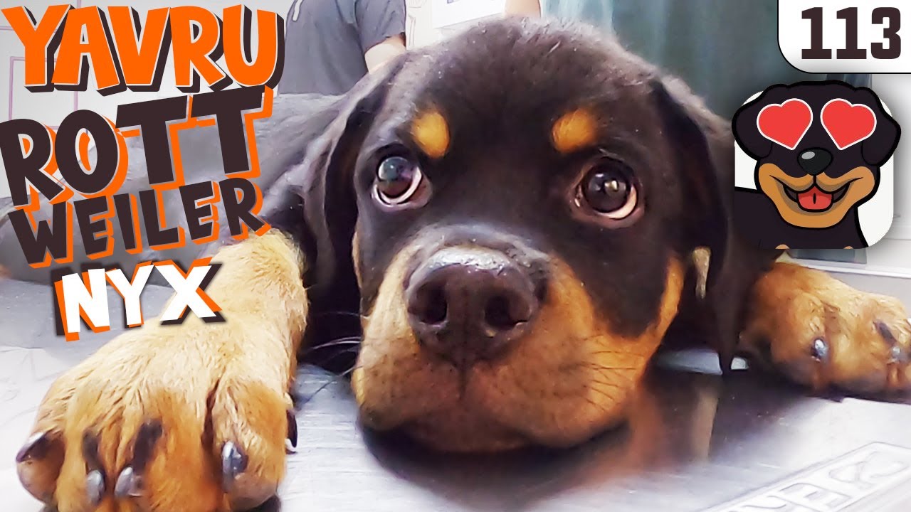 KOCA PATİLİ Rottweiler Köpek Yavrusu NYX 😍 Giderek Büyüyor -16 KG- Sokağa Çıkmalı mı?  #DoBiDa 113
