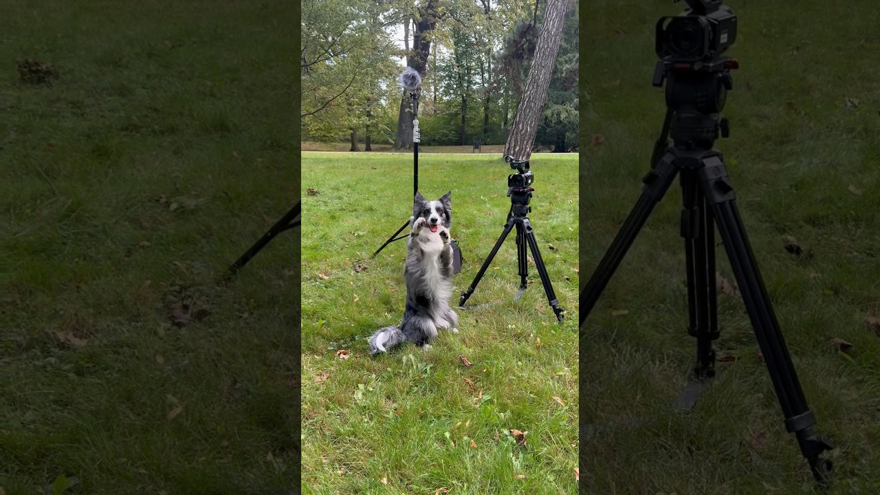 Dina wyrusza na sw&oacute;j pierwszy casting🎬 #aktor #casting #piesaktor #dogactor #moviedog