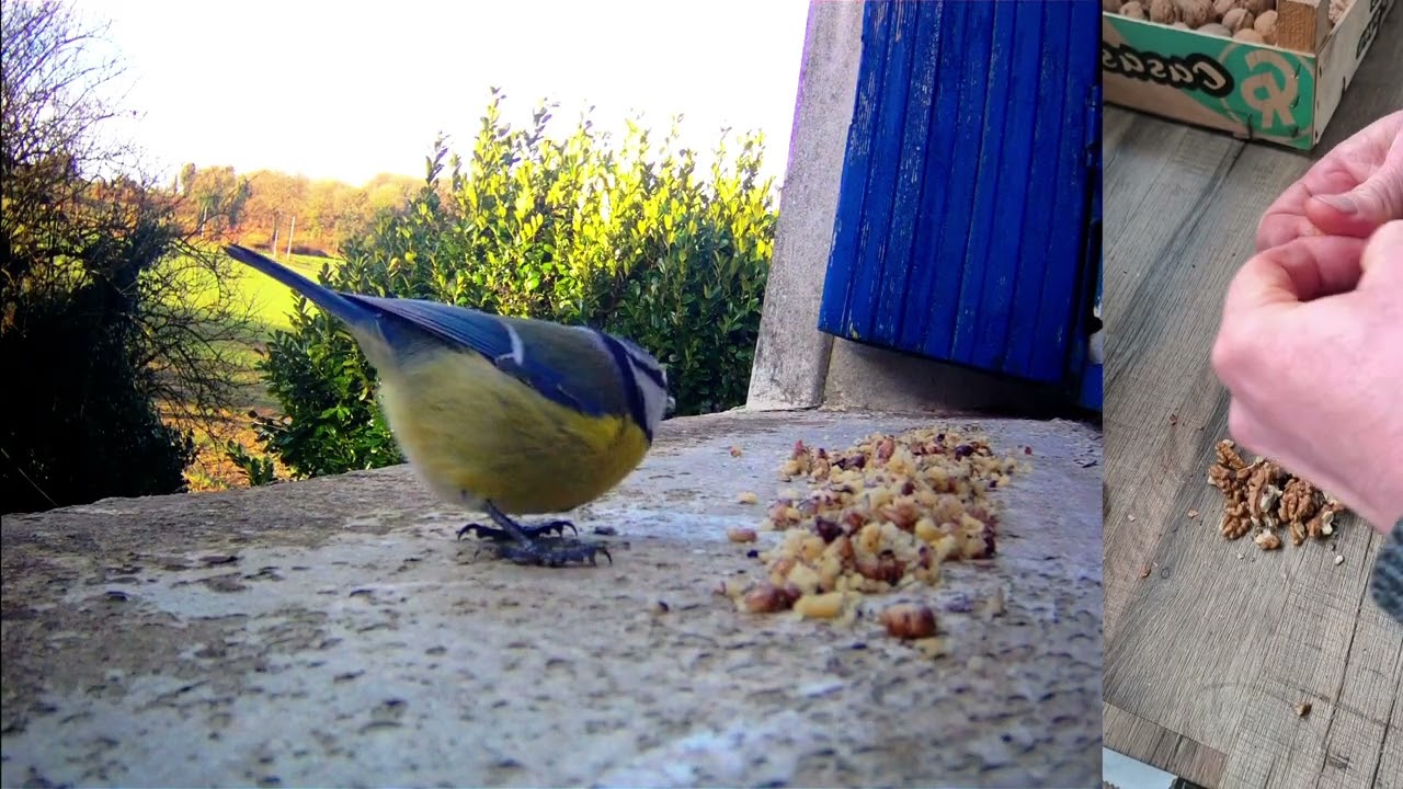 Les oiseaux adorent les noix