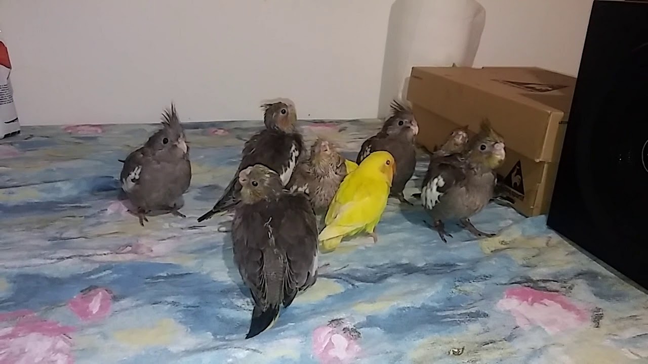 Calopsiti e inseparabili allevati a mano