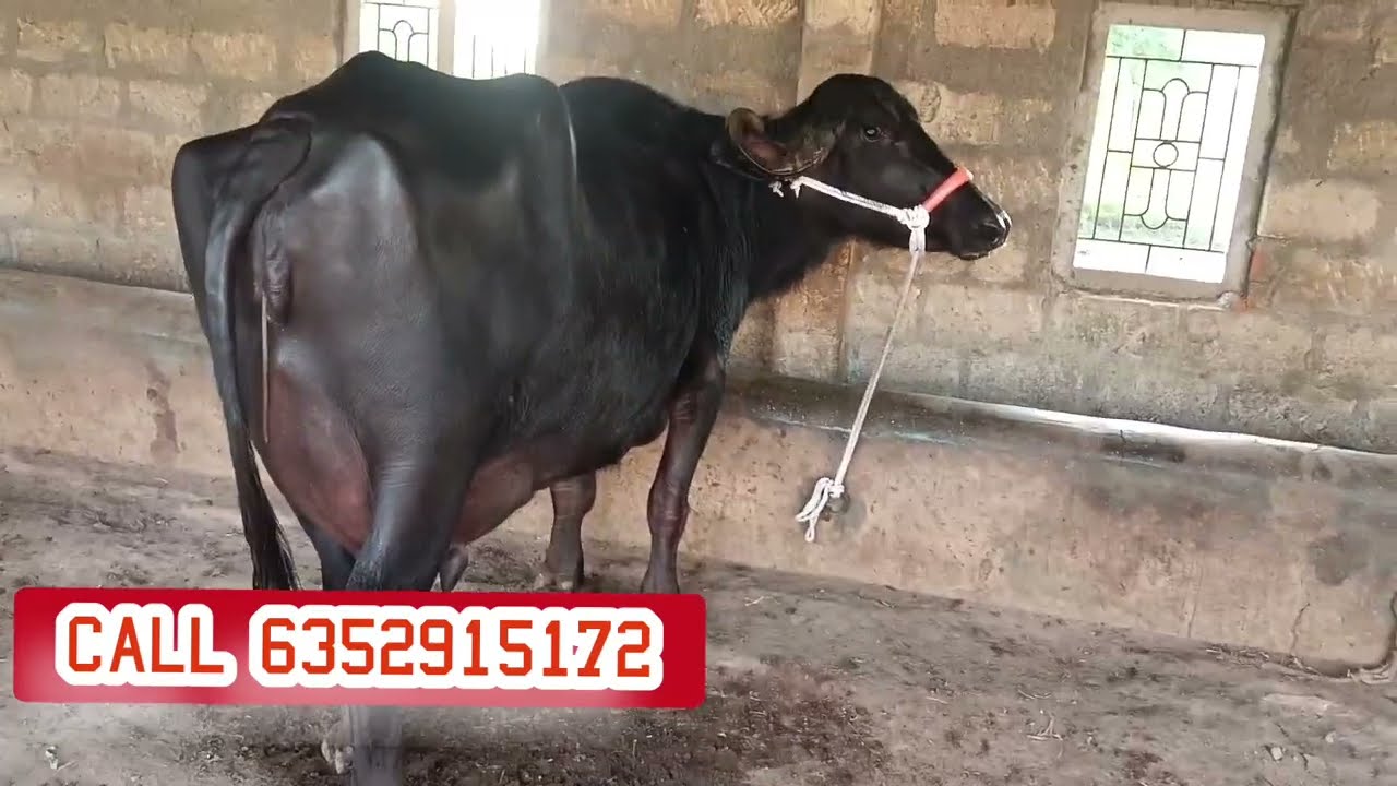 👍For sell :2 timer #jafrabadi buffalo 👍 milk 20 liter per day best buffalo of dairy farming 