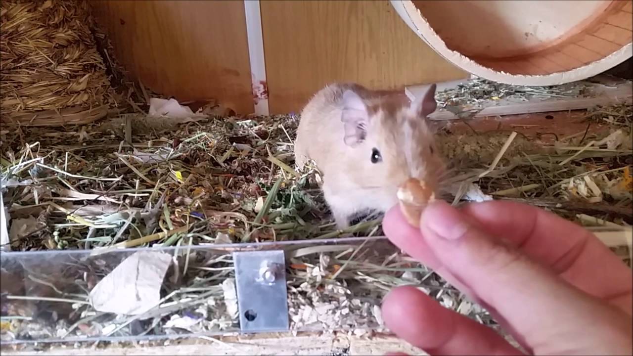 Morgenroutine bei den Degus