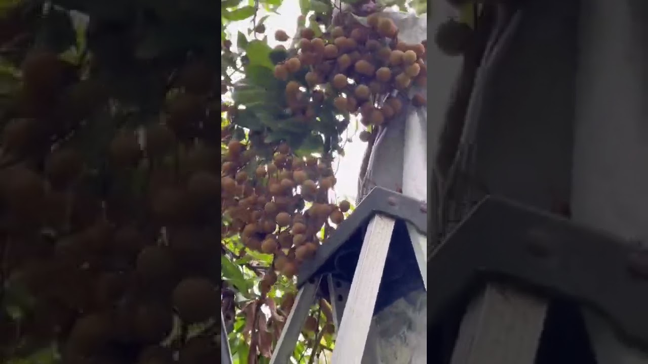 Harvesting Longan Fruits in our Farm&hellip;