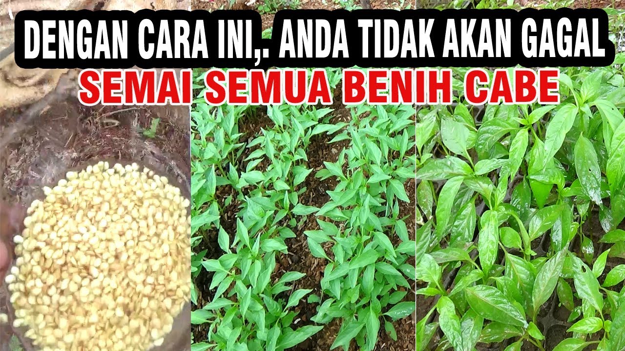 DENGAN CARA INI‼️ SEMAI CABE CEPAT TUMBUH & SUBUR SERTA PERTUMBUHAN SERAGAM