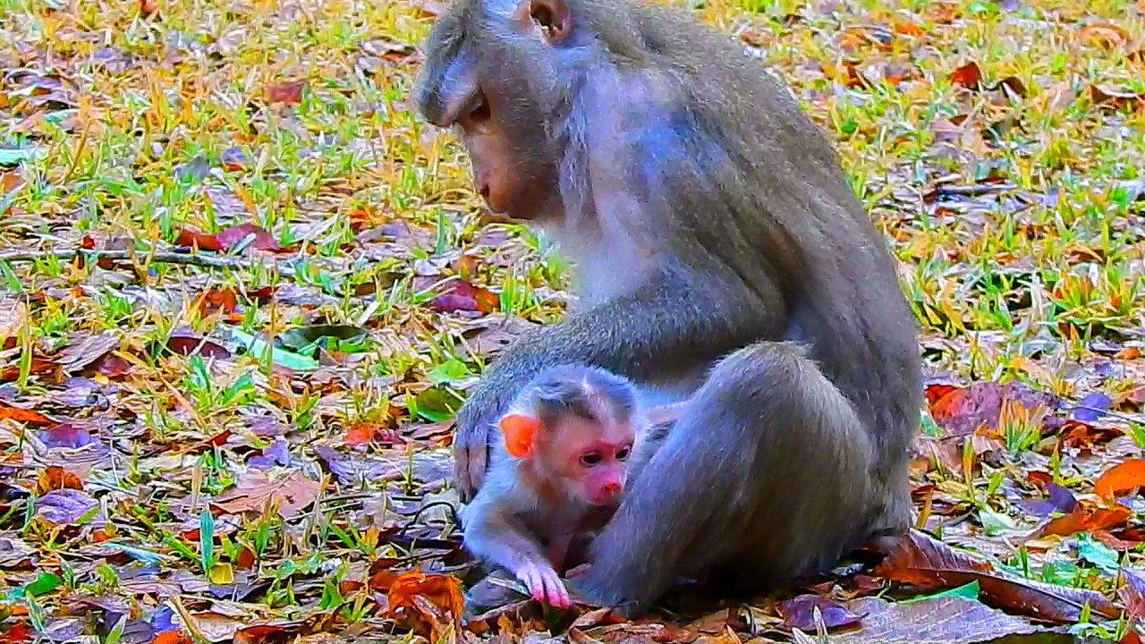 Wow..Newborn baby is only 6 hours old, but he wants to learn to walk, and his mom agrees