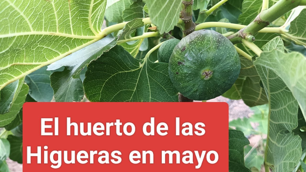 El huerto de las higueras en mayo 2024