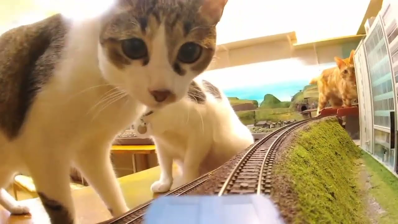 Would you like to help rescue shelter cats with us?