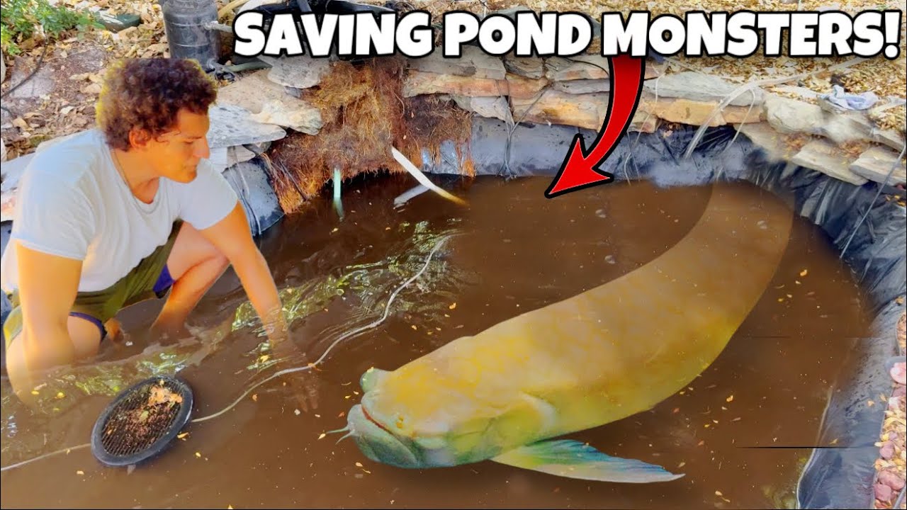 Saving Rare MONSTER FISH From ABANDONED POND!