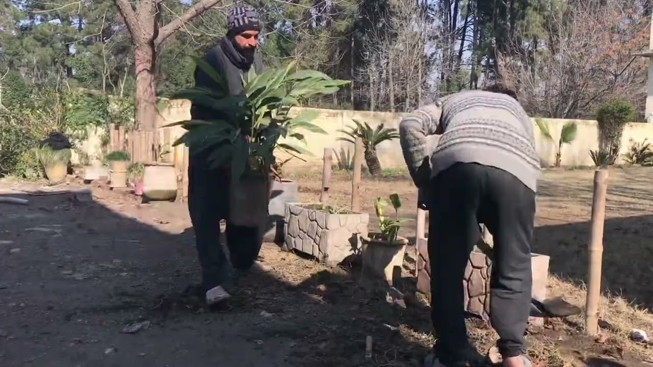 Yard fixing and planting the plants and bamboo sticks in yard_part 2