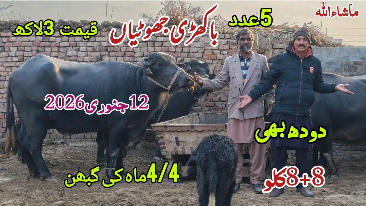 وحید بلوچ407 گ۔ب|5باکھڑی بھینس|12جنوری2026|Pure Neli,Nili  Ravi Buffalo for sale on Zafar Animal Tv 