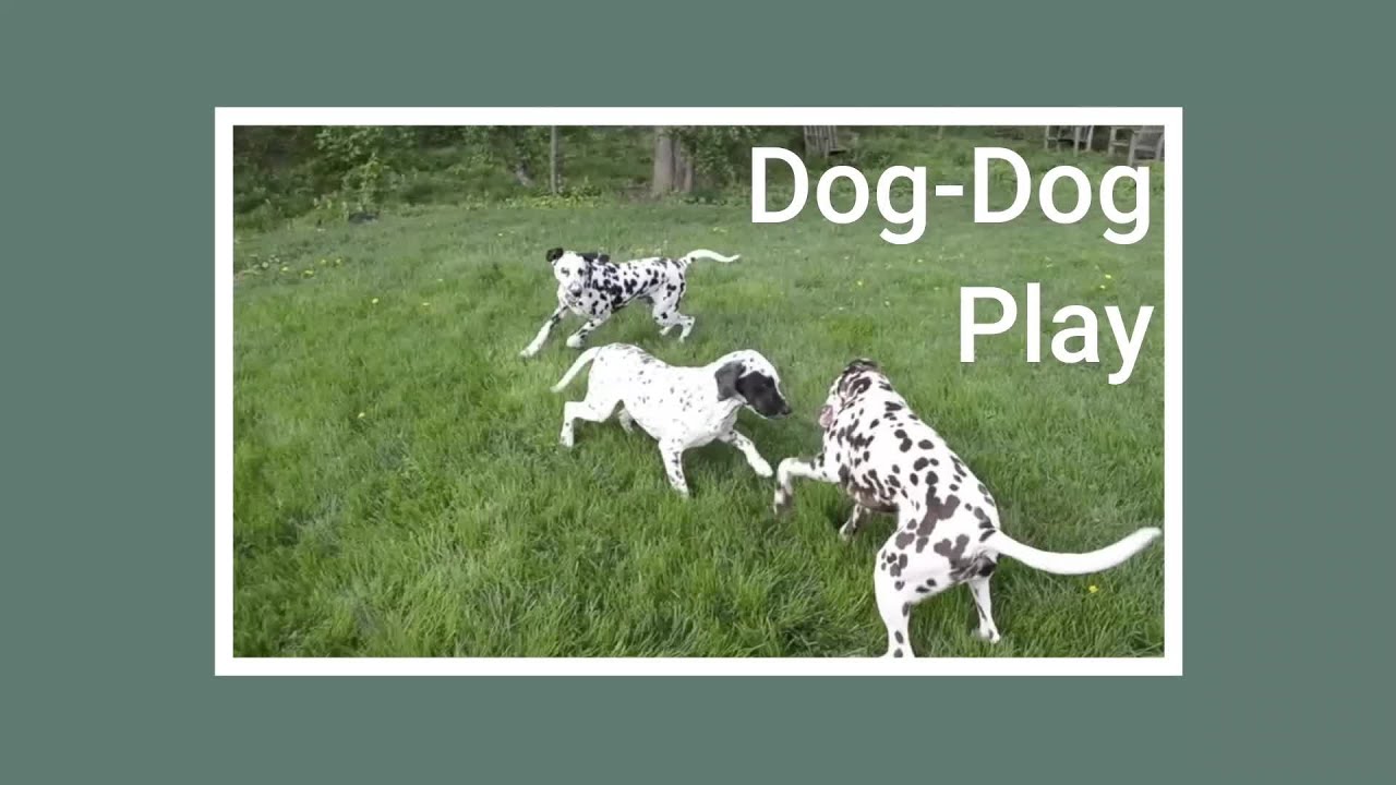 Dog-Dog Play Part 1 - MARS