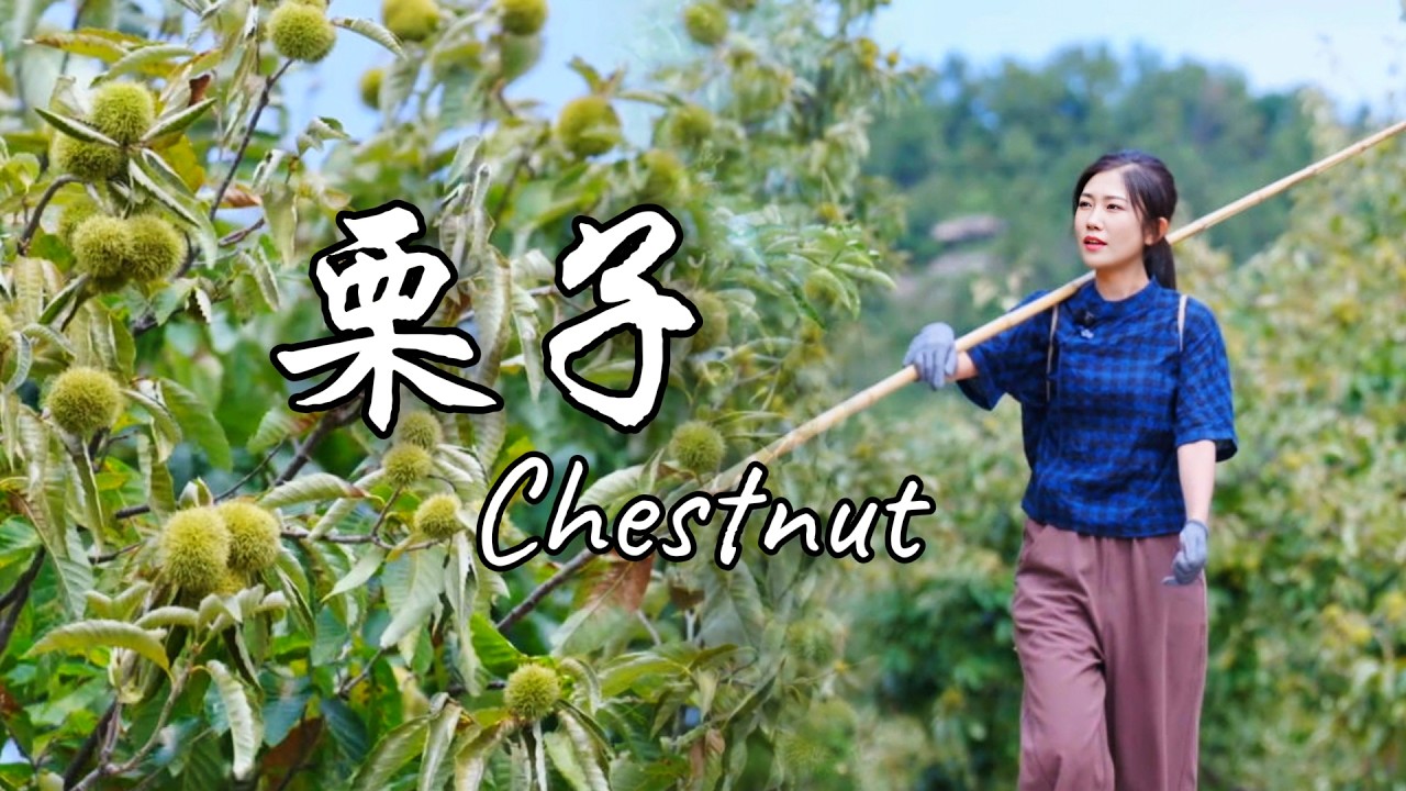 板栗竟能变成这个！酥脆美味的栗子酥让你一口停不下来！【海曲姑娘 Haiqu Girl】 #chinesefood  #food  #中国美食 【日照李子柒】